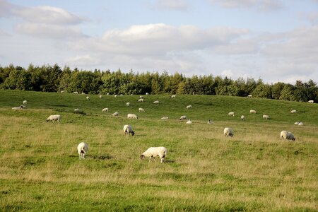 Grass pasture wool photo