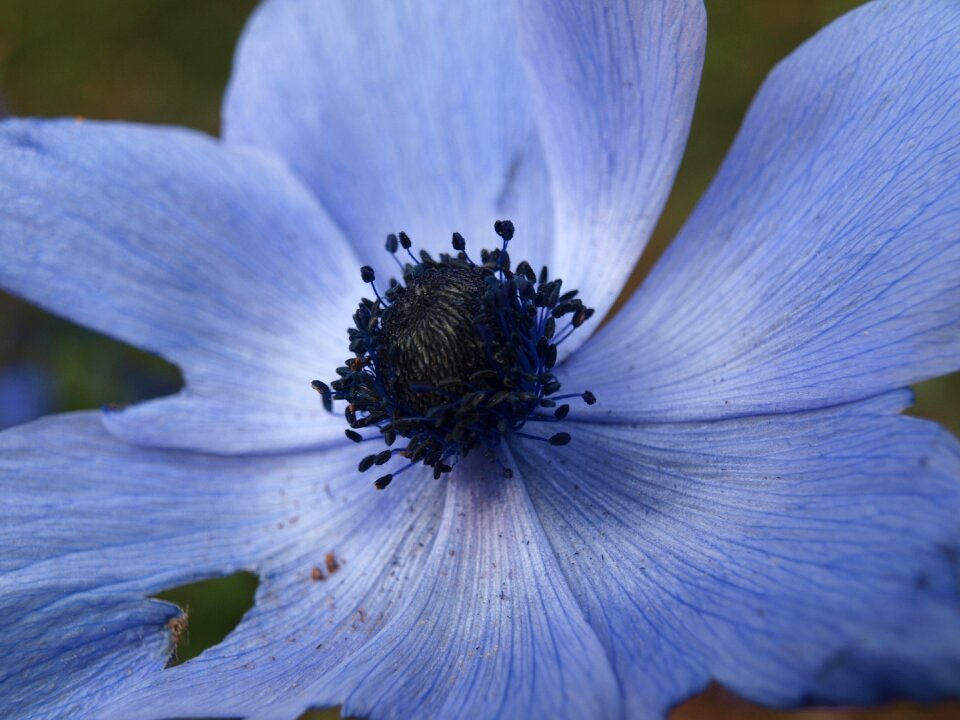 Flora spring blossom