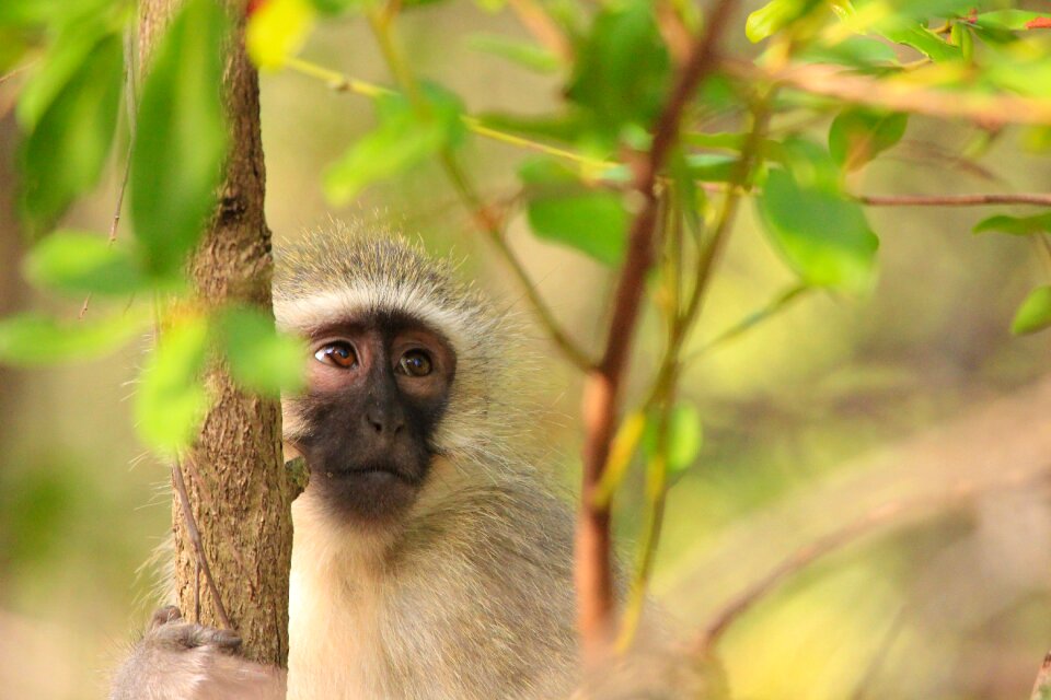 Animals nature cute