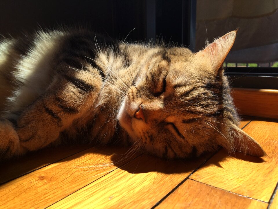 Pet feline cat