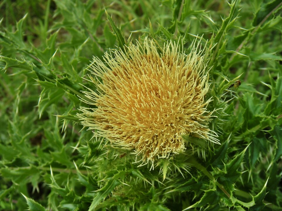 Bloom blossom blooming