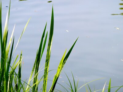 Nature reed lake photo