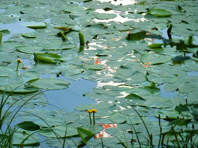 Pond lake rose aquatic plant