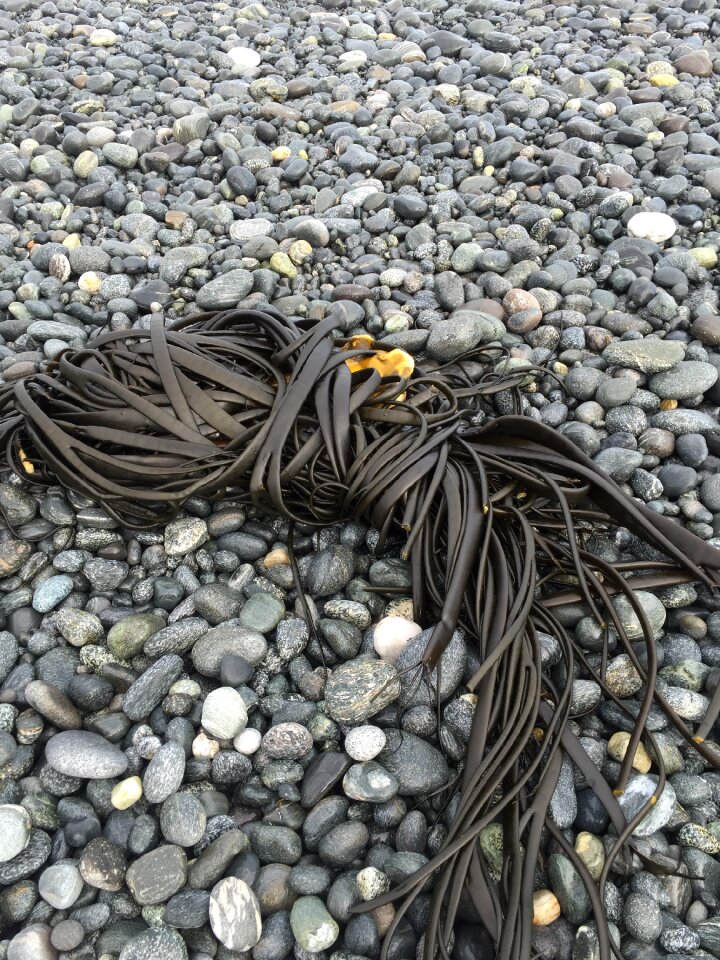 Kelp beach