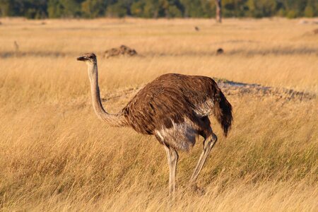 Bird animal flightless bird photo