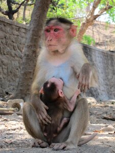 India mammal nature photo