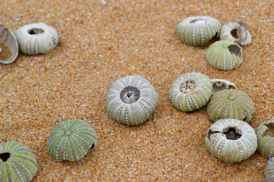 Seashell sand south africa
