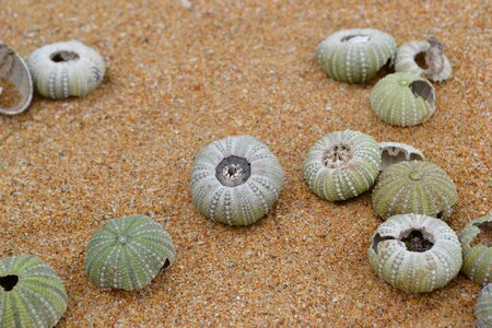 Seashell sand south africa