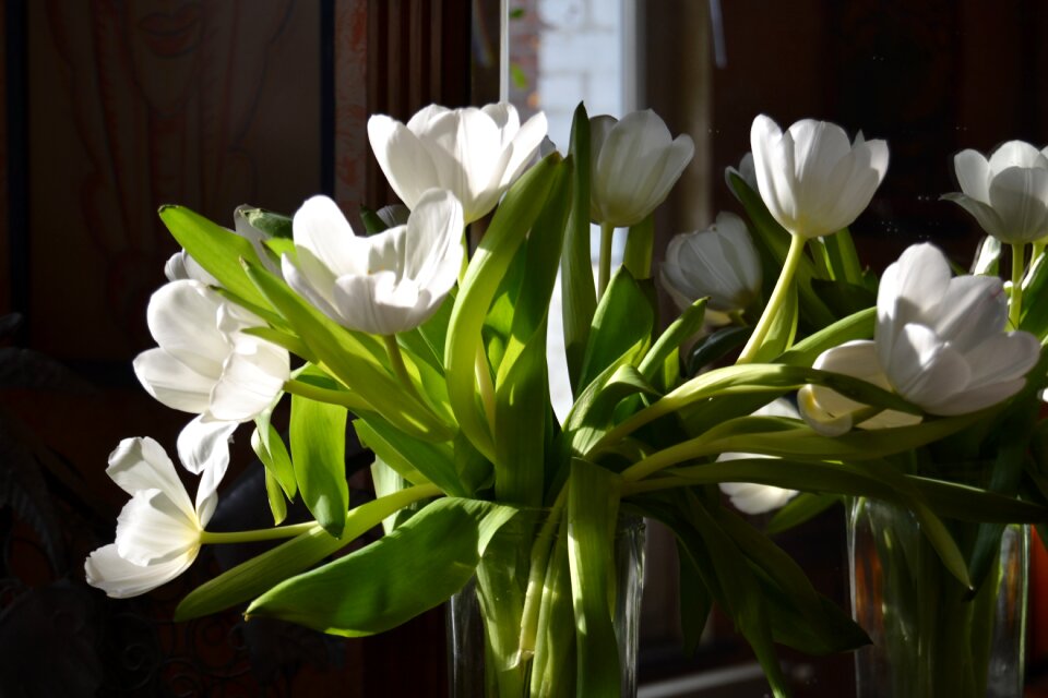 Tulips white spring