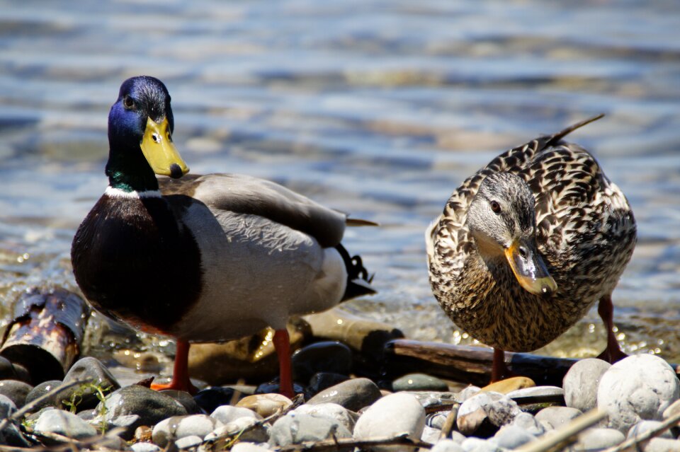Duck bird water bird pair