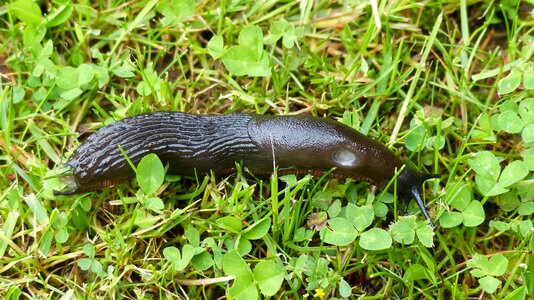 Creature pest gastropod