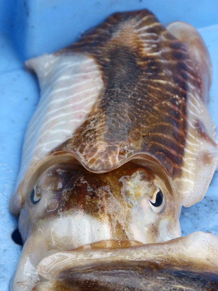 Cephalopod fresh fish mediterranean diet