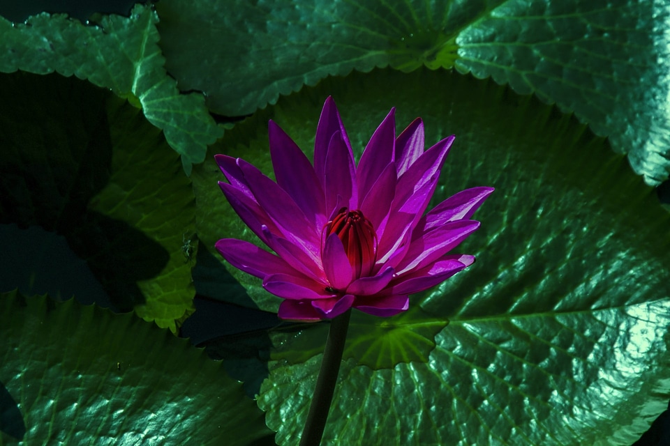 Aquatic floral exotic