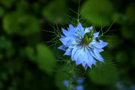Blue flower flower garden venus hair