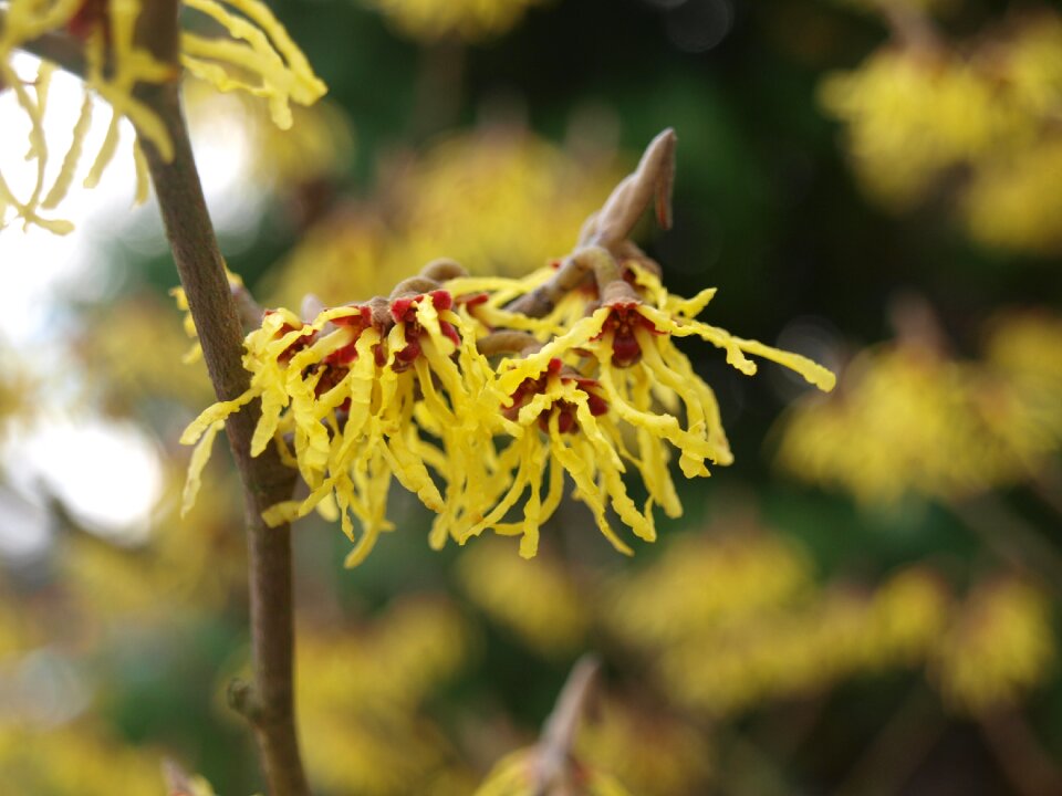 Spring nature hamamelidaceae