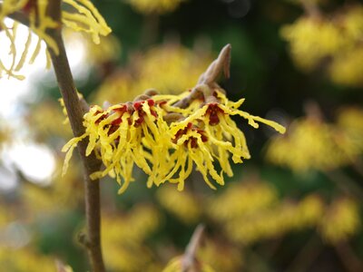 Spring nature hamamelidaceae photo