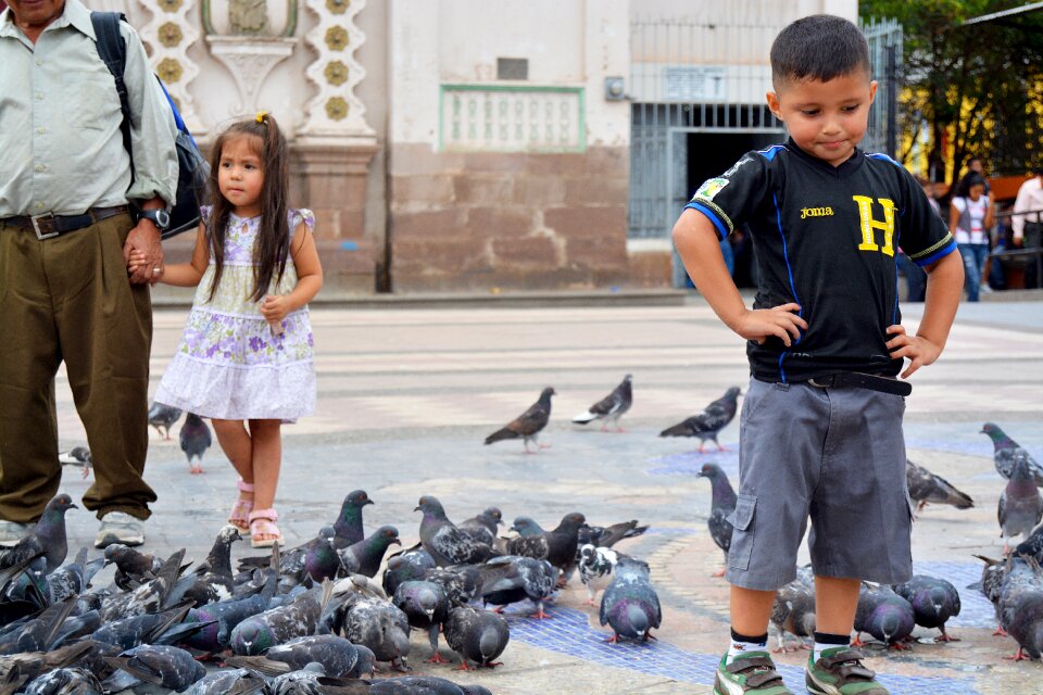 Pigeons church the