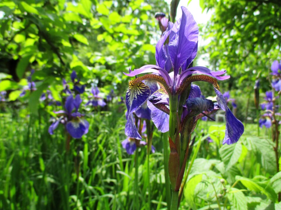 Spring miracle naturam