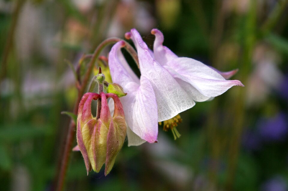 Bloom hahnenfußgewächs flora