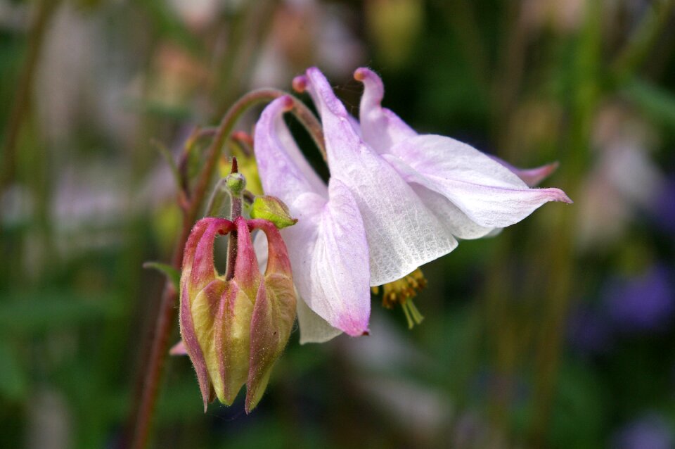 Bloom hahnenfußgewächs flora photo