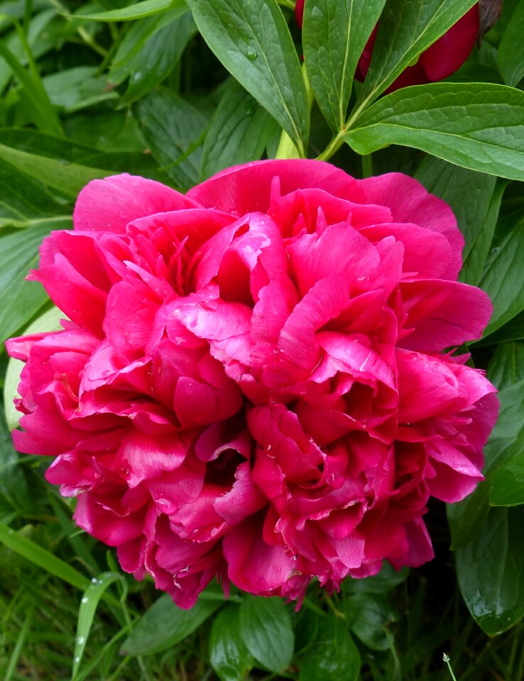 Flower garden