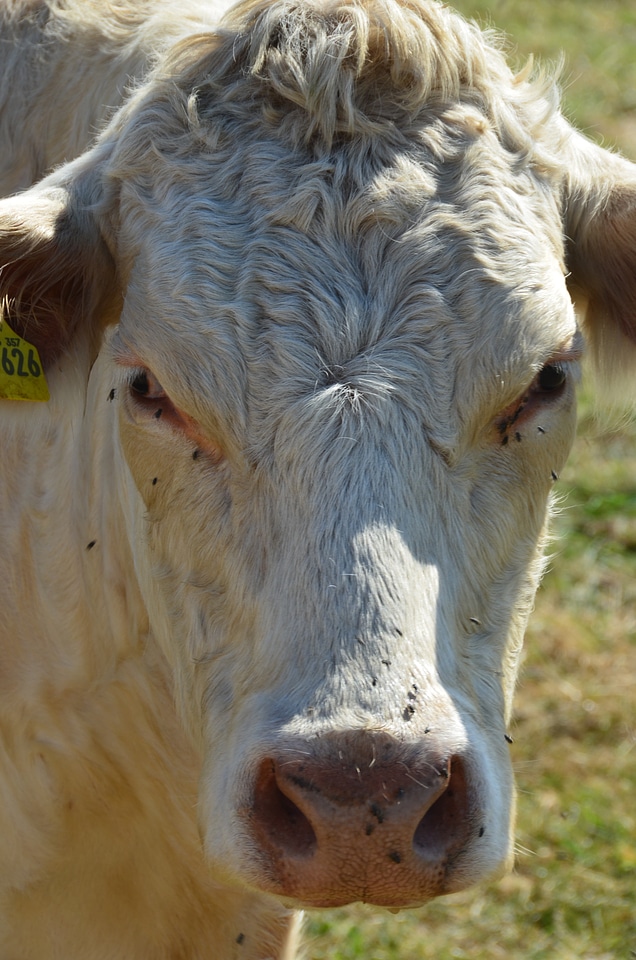 Milk beef animal