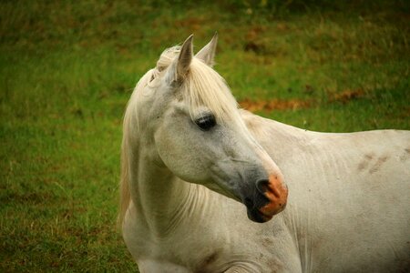 Stallion white horse sleep photo
