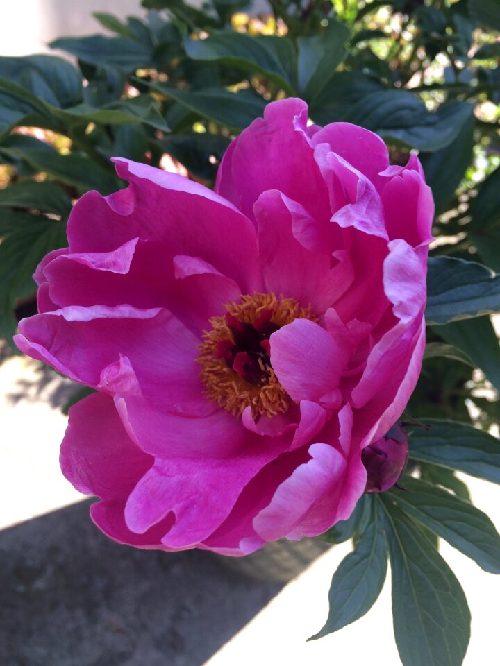Paeonia lactiflora pink petald flower gardens