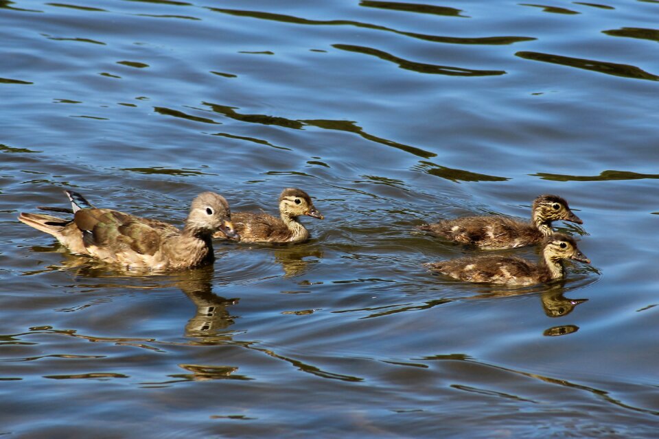 Water gadwall plumage