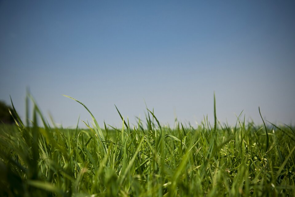 Grasses nature landscape
