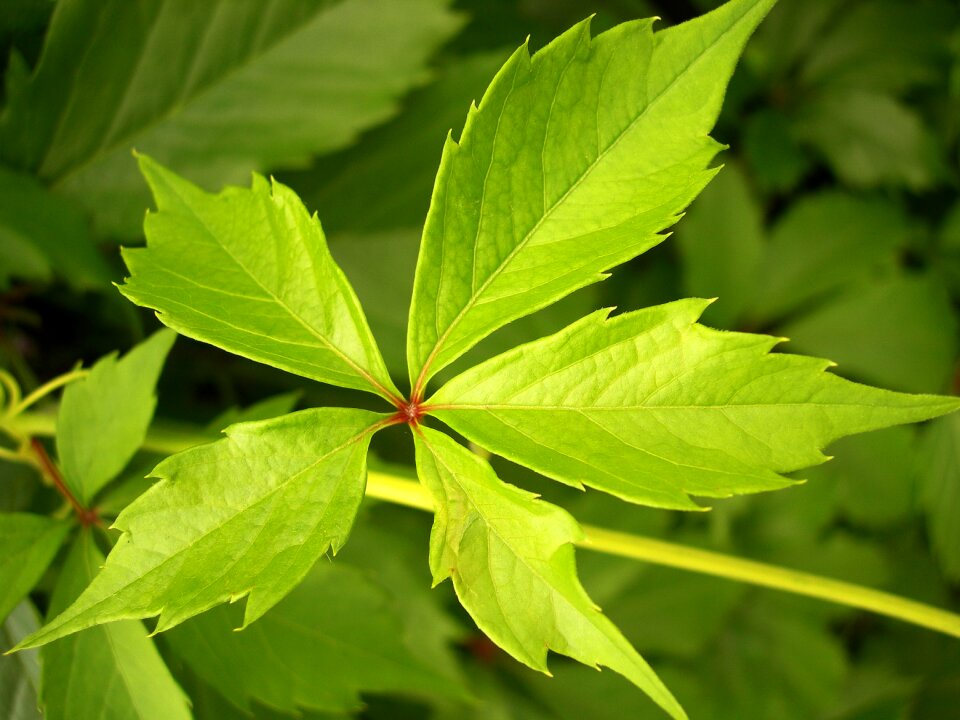 Green leaves summer leaves green