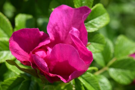 Nature pink rose photo