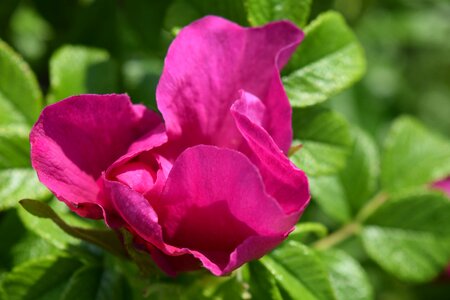 Nature pink rose