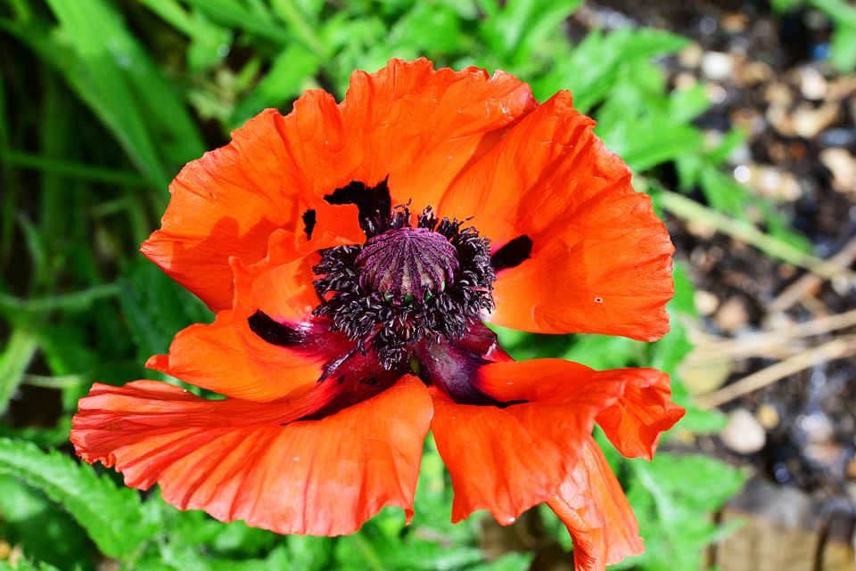 Papaver orientale flower perennial