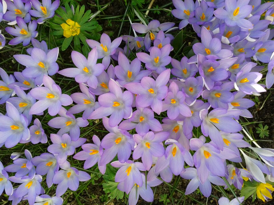 Spring violet signs of spring