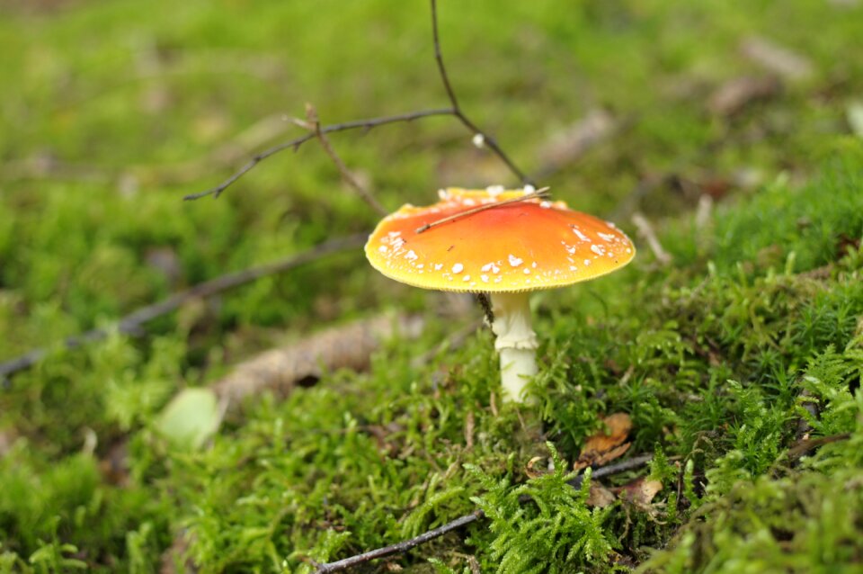 Autumn nature forest