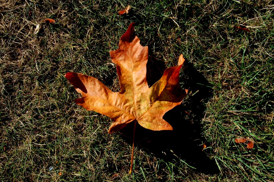 Fall leaves autumn nature