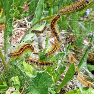 Nature stinging processionary