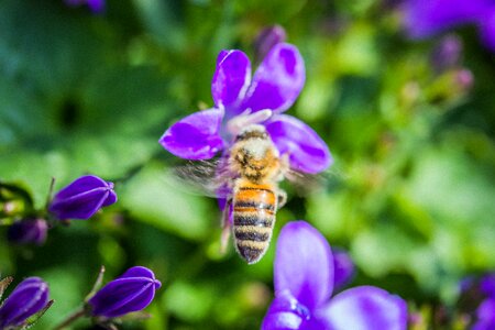 Macro flower nectar photo