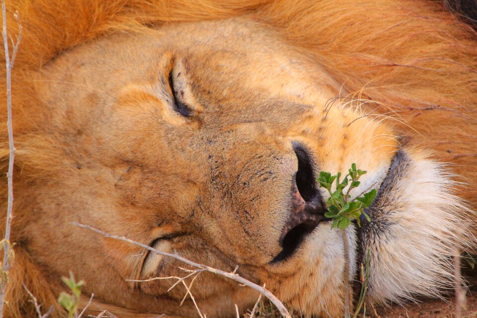 Safari national park wild