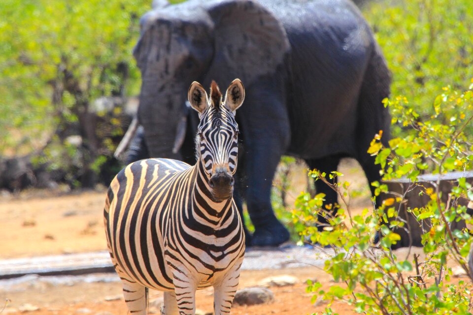 Safari wild wildlife