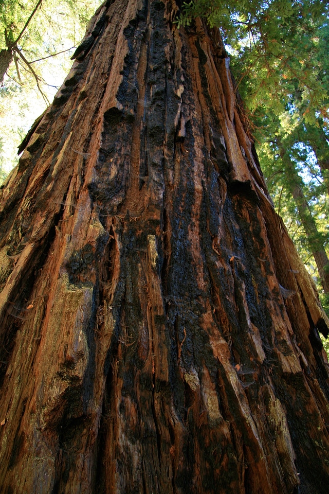 California path natural
