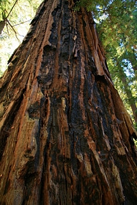 California path natural
