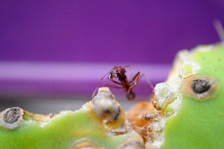 Eat purple nature