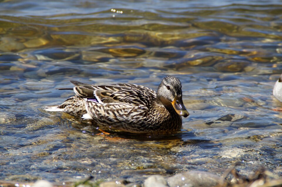 Duck bird water bird aquatic animal