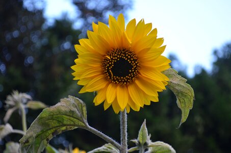 Yellow pretty photo