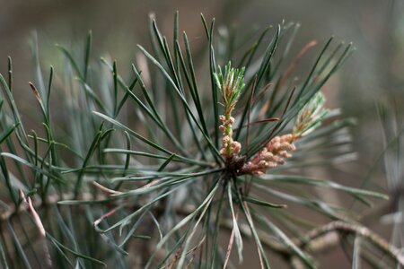 Tree pine photo