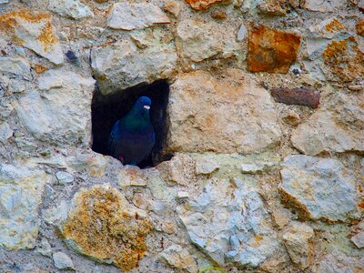 Nature dove gentleness pigeons photo