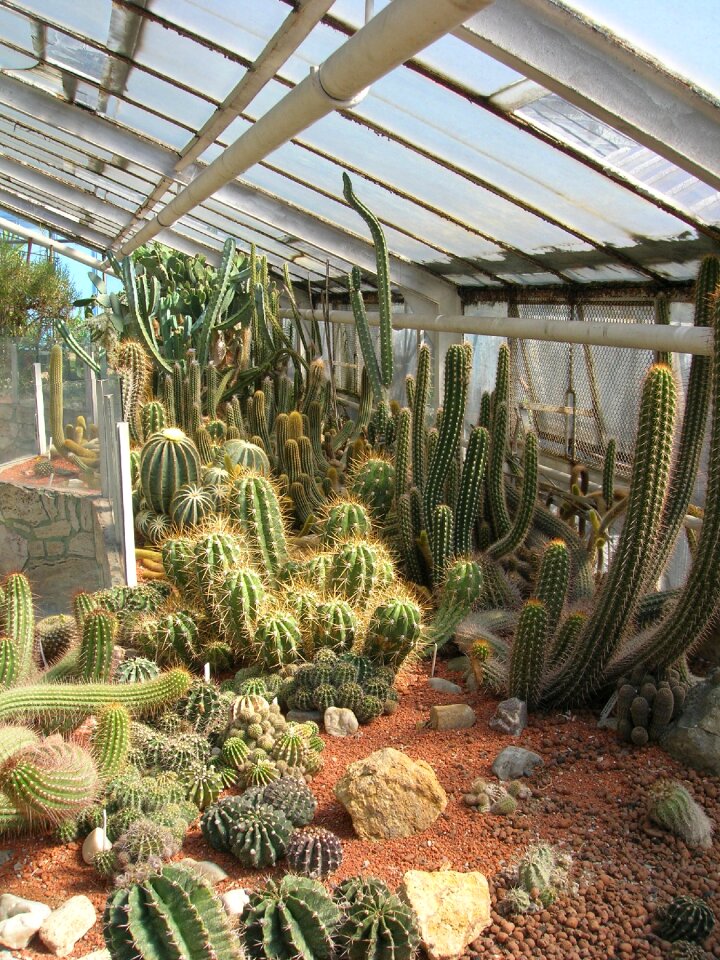 Heat desert spines