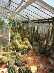 Heat desert spines
